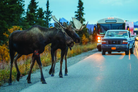 Two large moose cross a road at either dawn or dusk in a nationa